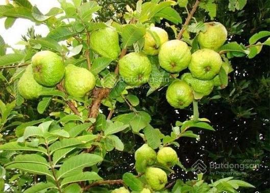 Bán khu nghỉ dưỡng trang trại ao vườn tuyệt đỉnh giá rẻ tại phú nam an cũ (hoà phú mới tp hà nội)