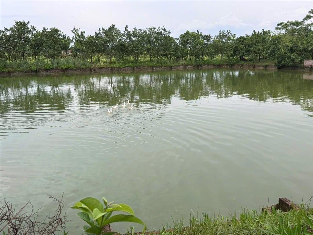 Bán khu nghỉ dưỡng trang trại ao vườn tuyệt đỉnh giá rẻ tại phú nam an cũ (hoà phú mới tp hà nội)