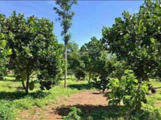 Vườn mít 350tr  1100m2 ngay tp. đồng xoài, đường bê tông 8m hơn 20 gốc mít đang thu hoạch