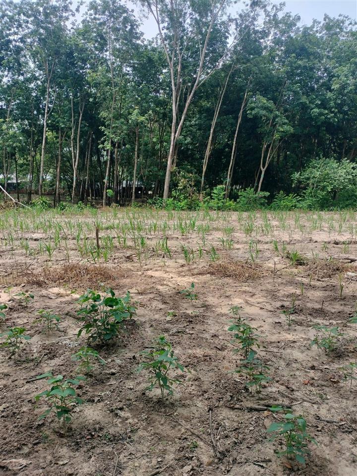 Chính chủ bán cắt lỗ 477m2 (100m2 thổ cư) giá full 530tr, shr, sau lưng chợ an linh, phú giáo