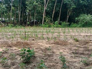 Chính chủ bán cắt lỗ 477m2 (100m2 thổ cư) giá full 530tr, shr, sau lưng chợ an linh, phú giáo