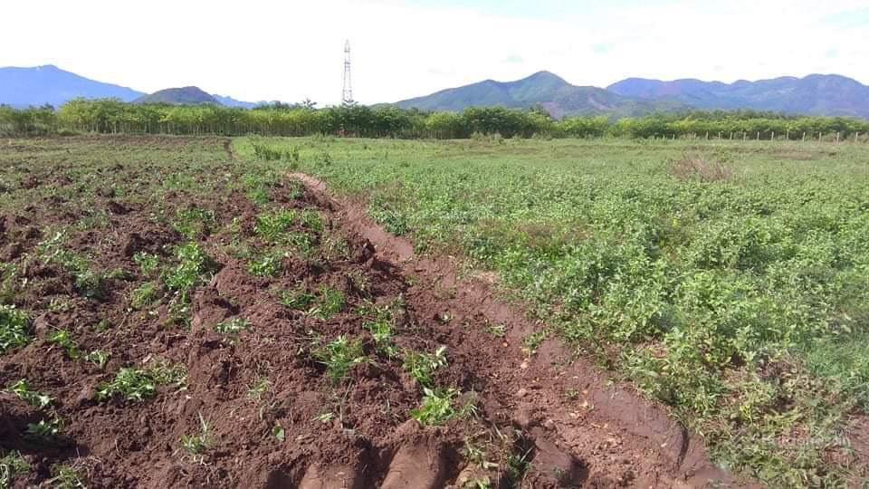 Chính chủ bán nhanh lô đất ninh tây, ninh hoà cách ql 26 1,5km, gần nút giao lên xuống cao tốc