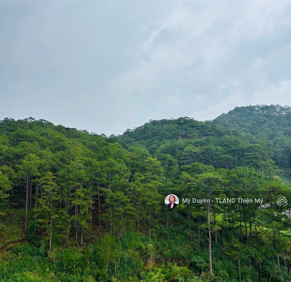 Xoay việc bán nhanh khuôn đất lớn view thông xanh hoàng hoa thám đà lạt 2843m2 chỉ 39 tỷ tl