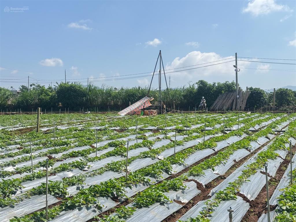 Bán đất liên hiệp, đường nhựa 5m  cách sân bay 5km  sổ riêng  giá 860tr