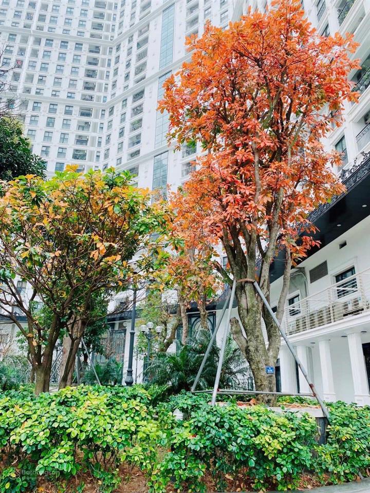 (giảm sốc) cần bán gấp căn 3 ngủ dự án ct8 the emerald, hà nội, diện tích 99m2 giá 7,6 tỷ, sẵn sổ