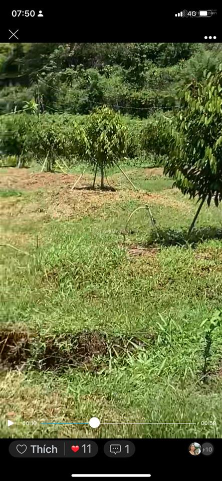 Bán đất vườn nghỉ dưỡng, 1300m2, 1 tỷ 300, mt 18m!