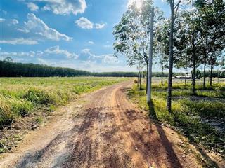 Một lô sào duy nhất đường thông 8m giá siêu hạt dẻ