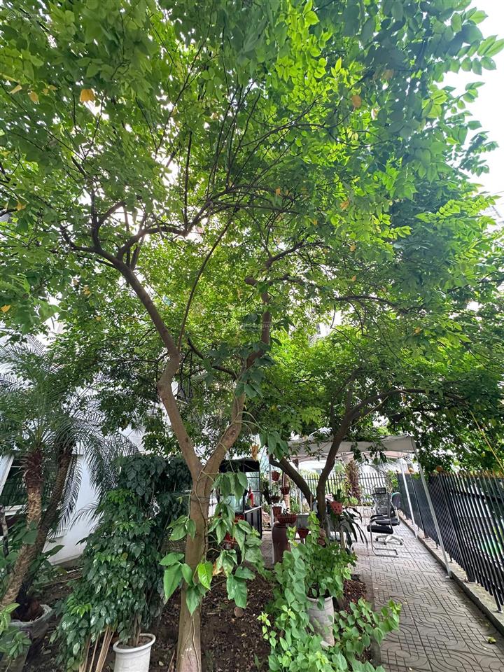 Em gái mình cần bán gấp chuyển về quê, 2 ngủ giá 3,3 tỉ  nhà đẹp sổ sang tên ngay lâu dài