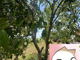 Bán đất và nhà thị trấn hai riêng