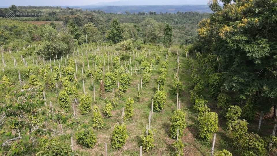 Bán đất tại đak rla đak mil 1020m2 shr nằm ngay trung tâm đak mil giá ngợp chỉ 535tr sang tên ngay