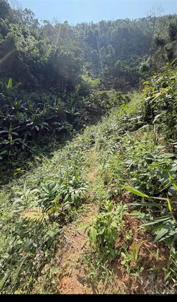 Bán đất 7,6ha sẵn cây quế và bồ đề tại yên lập, phú thọ, 14 nghìn /m2, gần hồ du lịch