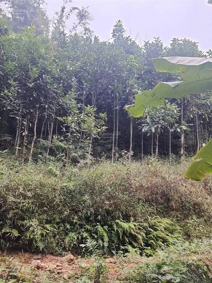 Bán đất 7,6ha sẵn cây quế và bồ đề tại yên lập, phú thọ, 14 nghìn /m2, gần hồ du lịch