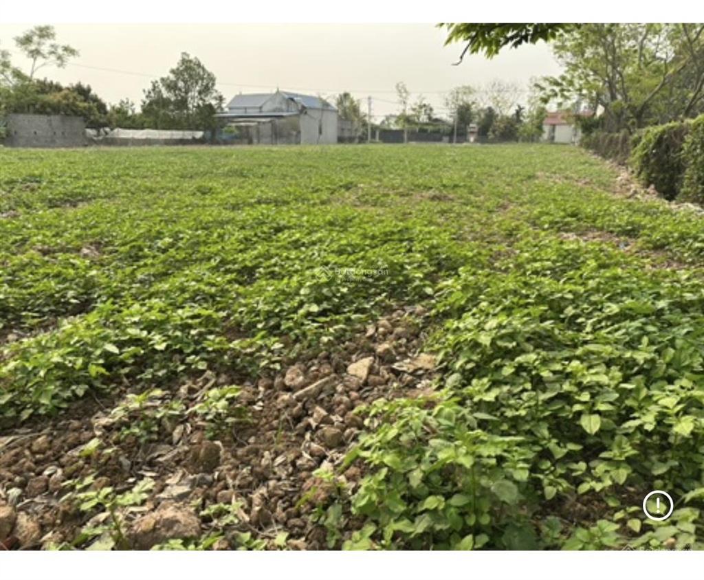 Bán đất chuyển đổi trồng cây lâu năm  dt 3000m  mt 30m, mặt đường trải nhựa  giá hơn 3triệu/m