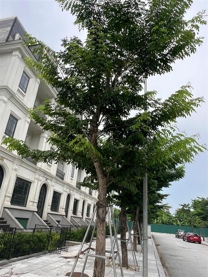 Mới ra căn liền kề jade square hướng nam trục 17.5m giá 31 tỷ  116m2