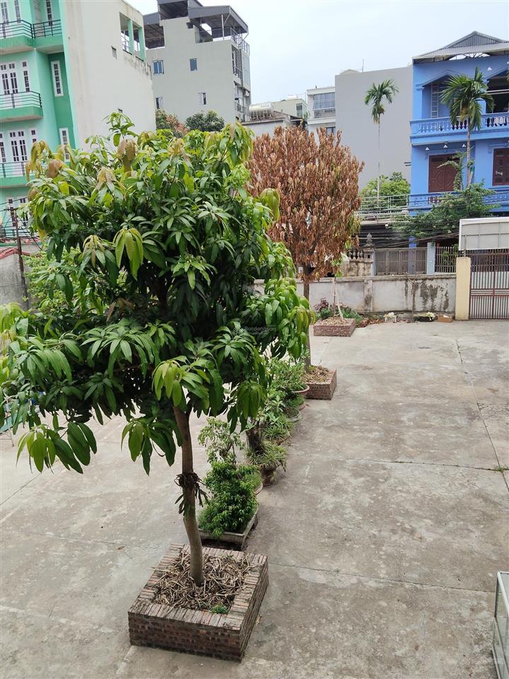 Anh hải cần bán gấp nhà thôn hoàng long, gia lâm, 78m², ngõ ô tô, gần chợ, trường cấp 1 giá 7,1 tỷ