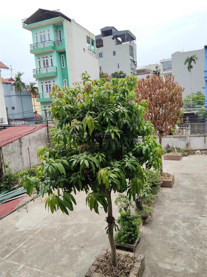 Anh hải cần bán gấp nhà thôn hoàng long, gia lâm, 78m², ngõ ô tô, gần chợ, trường cấp 1 giá 7,1 tỷ