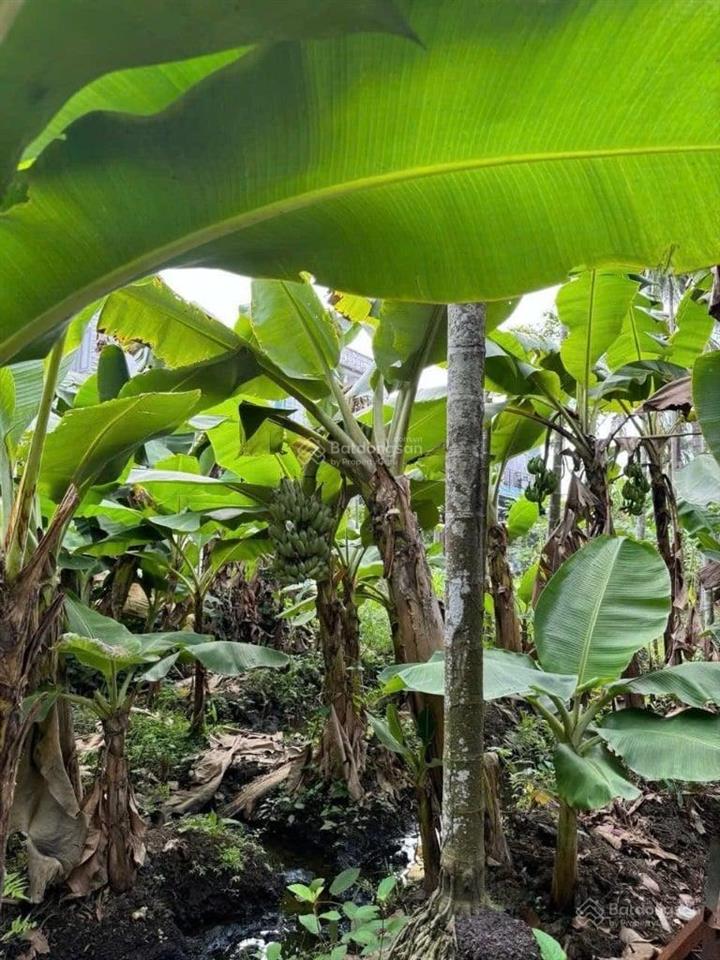 Phù hợp đầu tư lâu dài đất vườn bình mỹ củ chi gần 2.000m2 1 tỷ 200 ô tô vào tận đất