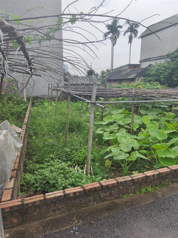 99 triệu một m2  sở hữu lô đất hoa hậu ốc đảo, đông dư, đường oto.