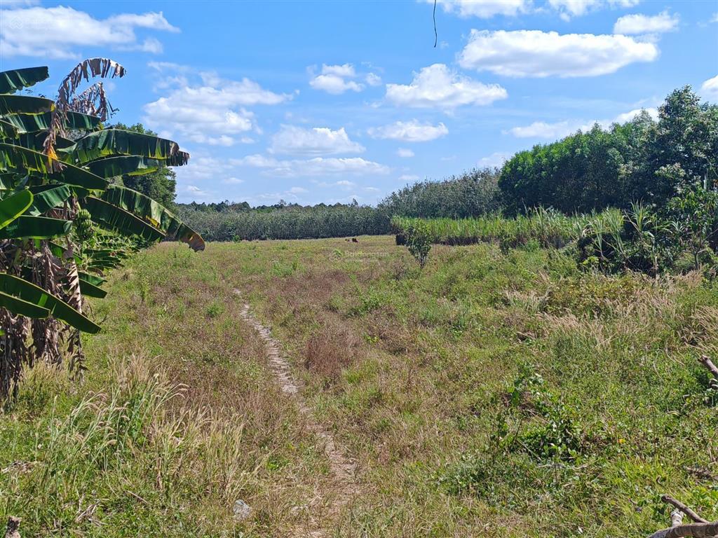 Bán đất tại xã tân hòa, tân châu, tây ninh, 10,5 tỷ, 25853,9m2