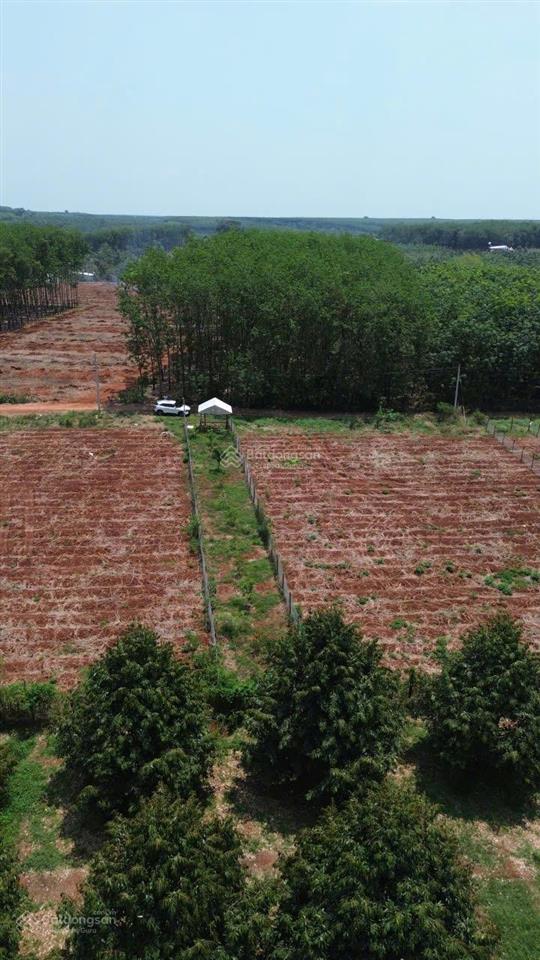 Bán đất giá rẻ lộc ninh củ nay thuộc tỉnh đồng nai mới giá 230tr nền.
