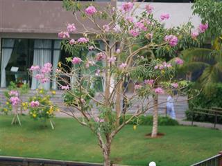 Trellia cove  mizuki park lì xì 2 chỉ vàng, chiết khấu 14.5%