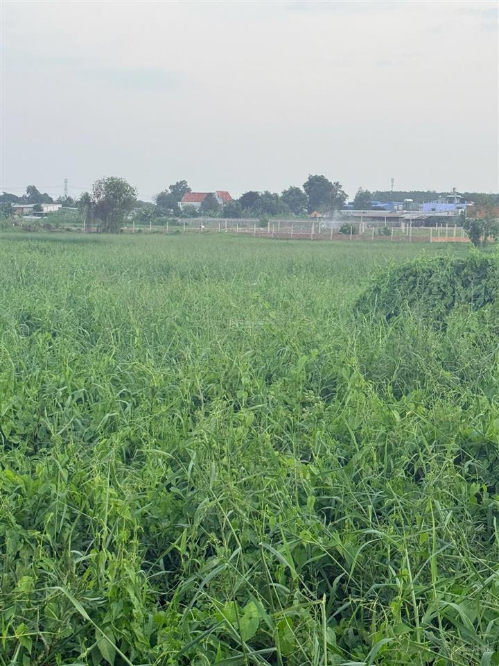 Bán đất trồng cây hằng năm  gần ngay ngã tư tân quy  xã trung an củ chi