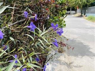 Bán nhà kdc ngang 7,5 bề thế 115m2  nhà bè