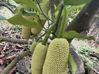 Đất vườn trồng cây đang ra trái