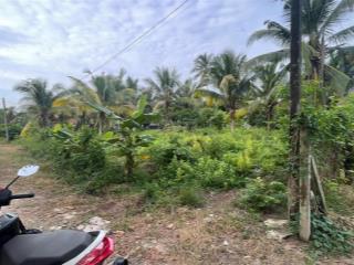 Chính chủ cần bán gấp đất trồng cây lâu năm  khu vực lên thổ 400m2  bàu đồn  tây ninh  22x32m