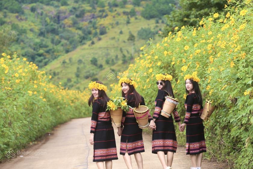 Bán lô đất tâm huyết khu lễ hội hoa dã quỳ núi lửa chư đăng ya