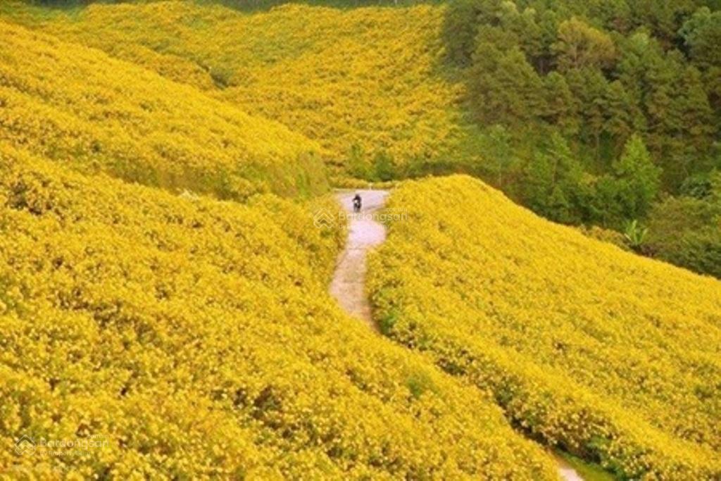 Bán lô đất tâm huyết khu lễ hội hoa dã quỳ núi lửa chư đăng ya