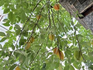 Bán nhà 4 tầng lê văn thọ, gò vấp 75m ngang 4.5m ô tô vào nhà 8.95tỷ còn tl