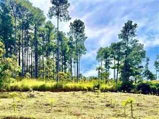 Đất 2 mặt tiền đường, gần tthc mới đà lạt, giáp rừng thông siêu đẹp  980 triệu sổ hồng riêng