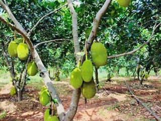 Vườn mít 350tr  16m ngang ngay tp. đồng xoài, đường bê tông 8m hơn 20 gốc mít đang thu hoạch