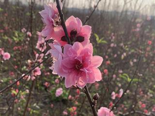 Bán đất tại thôn cẩm cơ, 3,8 tỷ, 50 m2