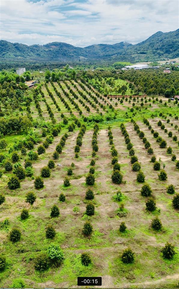 Bán farm sầu riêng 9ha xã phú an  huyện tân phú  đồng nai