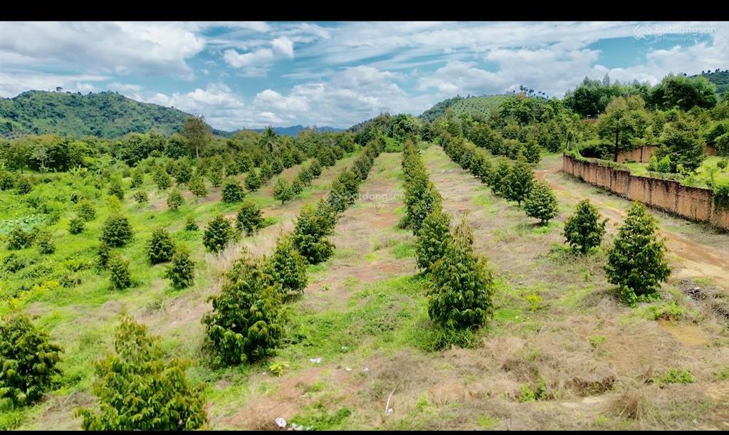 Bán farm sầu riêng 9ha xã phú an  huyện tân phú  đồng nai