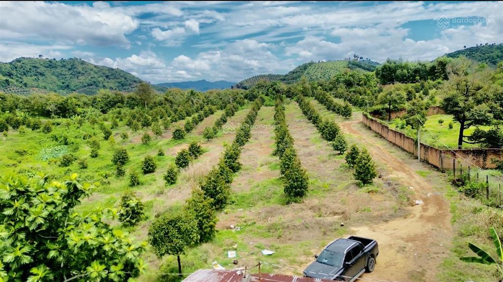 Bán farm sầu riêng 9ha xã phú an  huyện tân phú  đồng nai