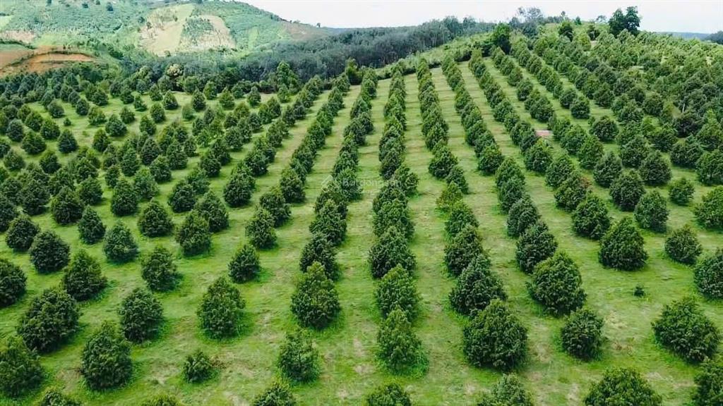 Bán farm sầu riêng rộng 15ha huyện tân phú  đồng nai