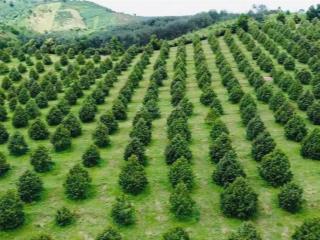 Bán farm sầu riêng rộng 15ha huyện tân phú  đồng nai