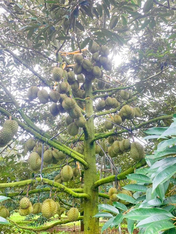 Bán farm sầu riêng rộng 15ha huyện tân phú  đồng nai