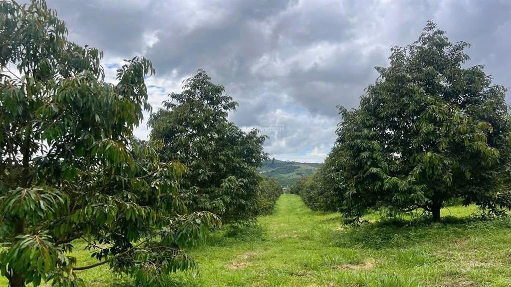 Bán farm sầu riêng rộng 15ha huyện tân phú  đồng nai