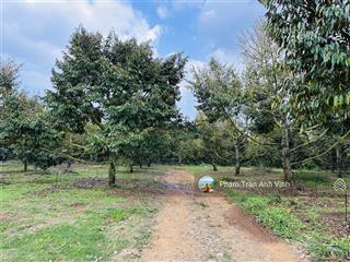 Bán farm sầu riêng 8 năm tuổi  rộng 12ha đang cho nguồn thu rất tốt