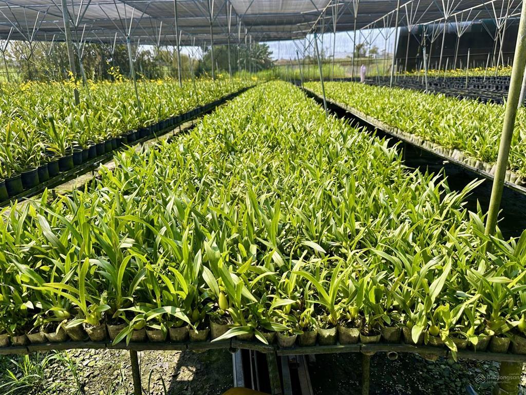 Bán farm nông nghiệp mặt tiền ql27  gần sân bay liên khương