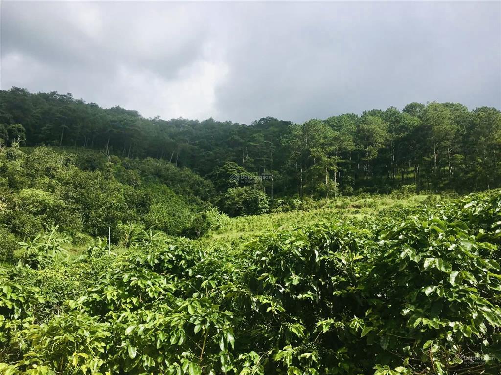 Bán quỹ đất giáp rừng thông  p. xuân trường  tp. đà lạt view rất đẹp