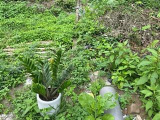 Bán đất Dương Đức Hiền Gia Lâm DT 42m2 sáng đưa con học chiều vài bước ra chợ Dòng tiền