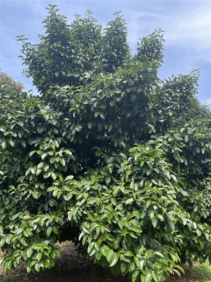 Bán vườn măng cụt đang thu hoạch trung tâm phường xuân lập