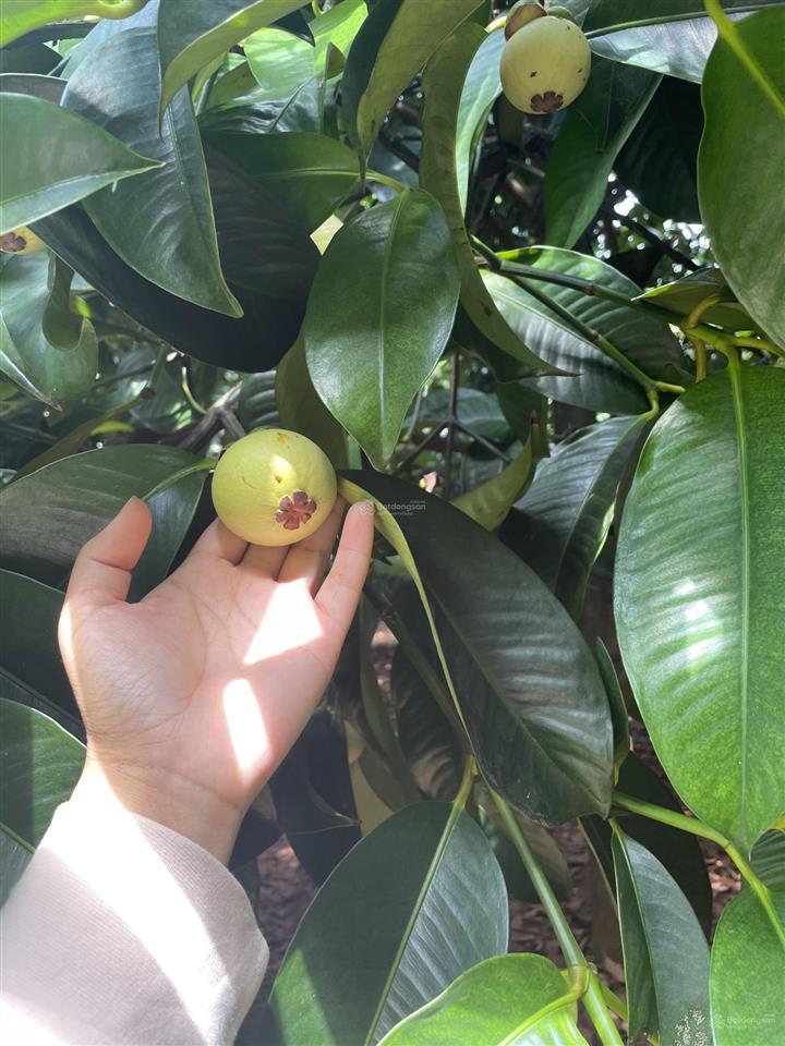 Bán vườn măng cụt đang thu hoạch trung tâm phường xuân lập