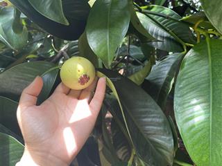 Bán vườn măng cụt đang thu hoạch trung tâm phường xuân lập