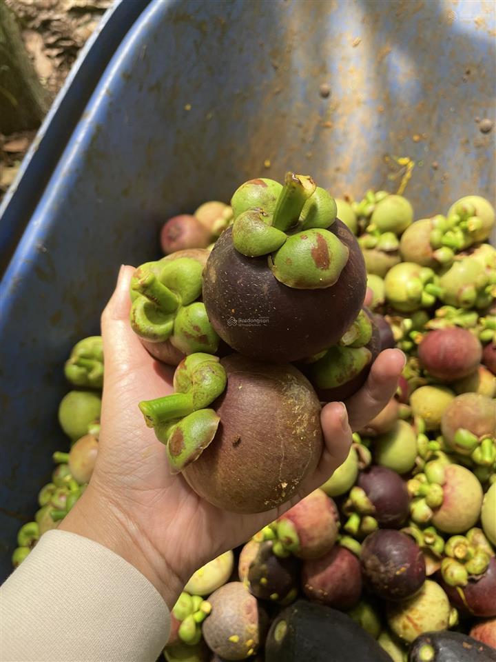 Bán vườn măng cụt đang thu hoạch trung tâm phường xuân lập